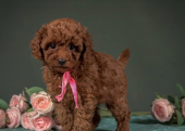 Toy poodle red brown Kore mini yavrularımız